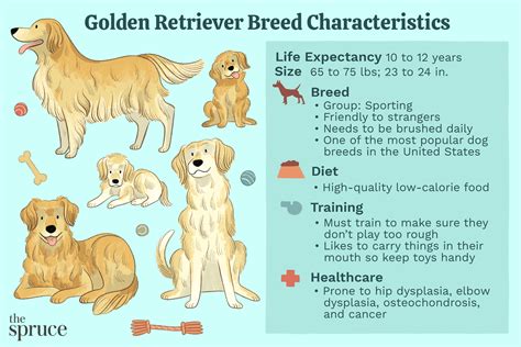 Golden Retriever Personality Traits & Facts 